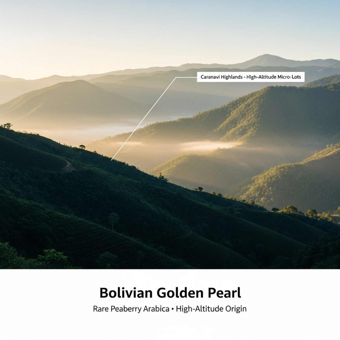 Bolivian Golden Pearl, 5 LB