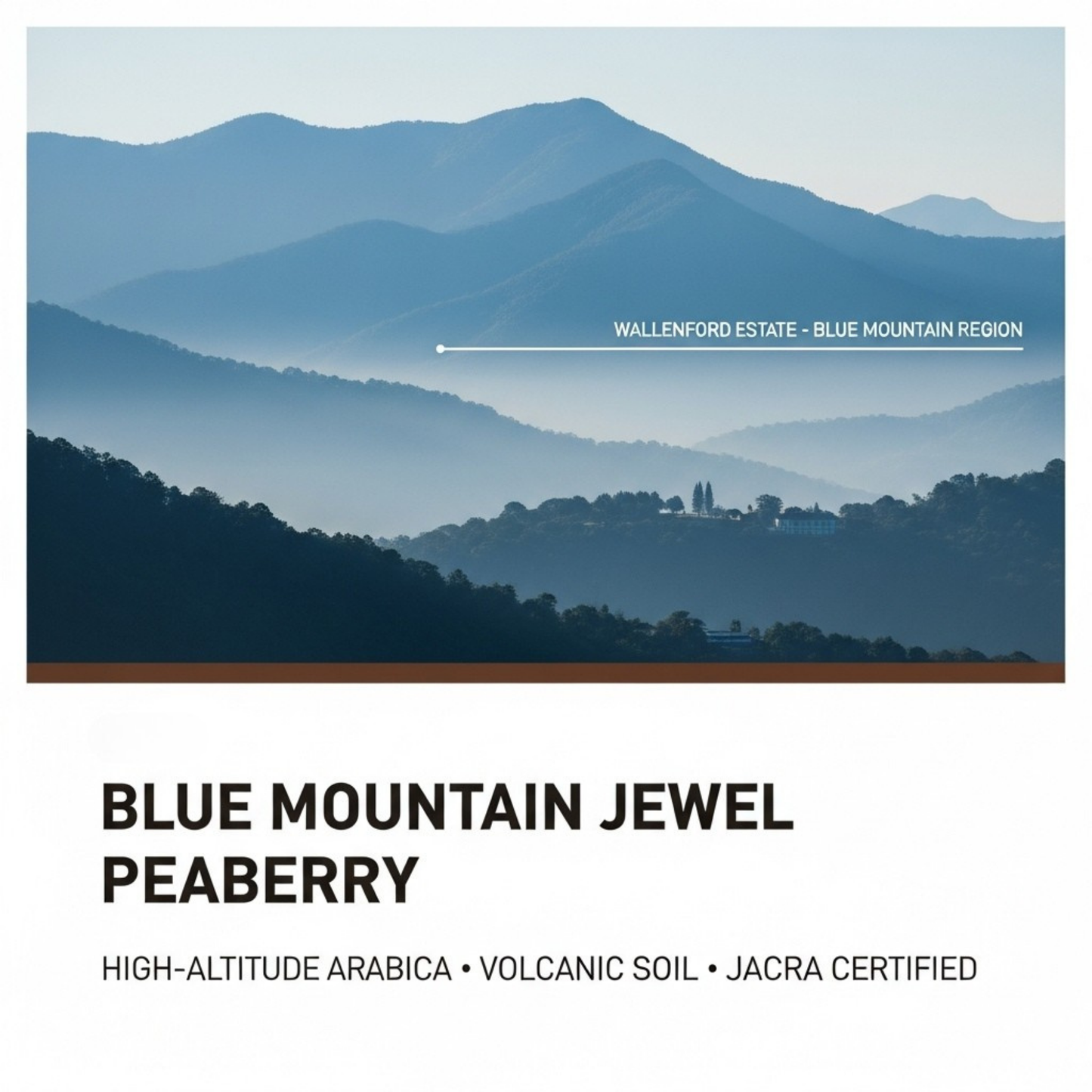 Jamaica Blue Mountain Peaberry, 1 LB