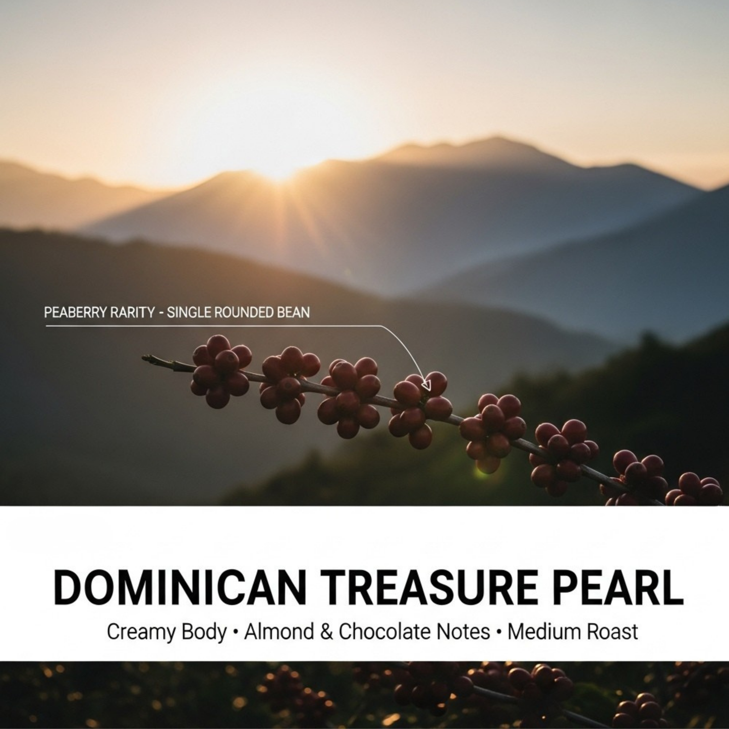 Dominican Treasure Pearl, 1 LB