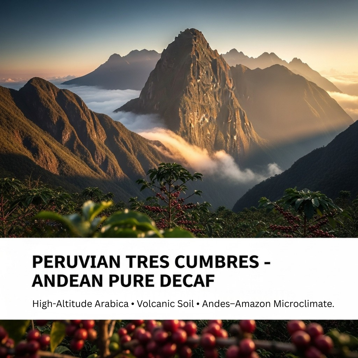 Andean Pure Decaf Peru, 1 LB