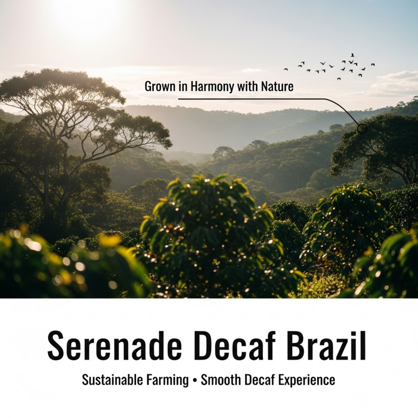 Serenade Decaf Brazil, 1 LB
